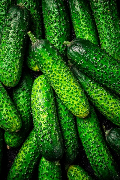 Young Fresh Cucumbers Macro Background Texture Cucumbers High Quality Photo — стоковое фото