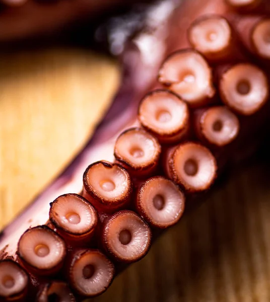 Octopus tentacles. Macro background. Octopus texture. High quality photo