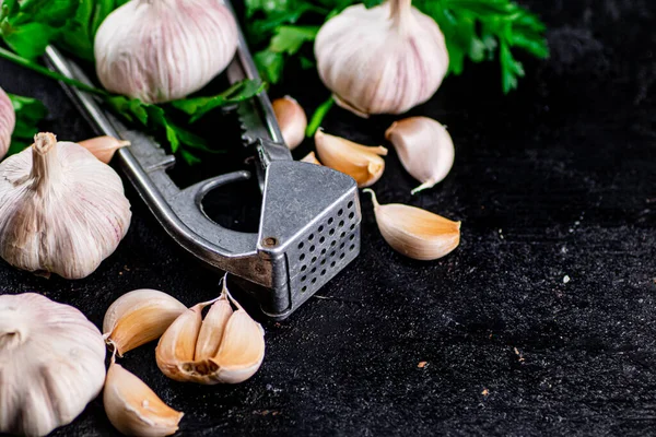Garlic with parsley and garlic press. On a black background. High quality photo