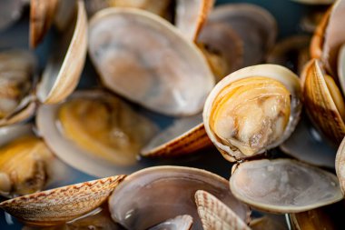 Fresh vongole. Macro background. Texture vongole. High quality photo