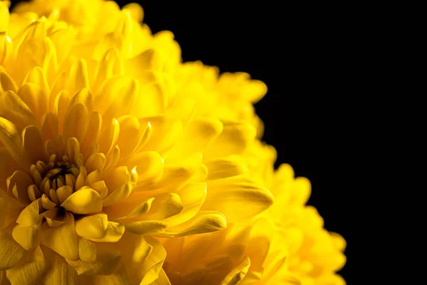 Цветы Жёлтых Хризантем Крупный План — стоковое фото