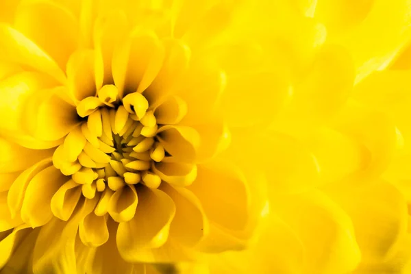 Gelbe Chrysanthemen Blühen Nahaufnahme — Stockfoto