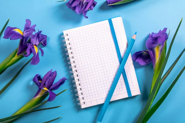 美しい春の花 青い背景のナルシスト — ストック写真