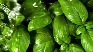 Fesleğen yapraklarına yağmur yağıyor. Film, yavaş çekim 1000 fp. Yüksek kaliteli FullHD görüntüler