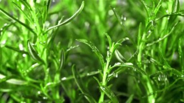 Yağmur damlaları biberiyeye düşer. Film, yavaş çekim 1000 fp. Yüksek kaliteli FullHD görüntüler