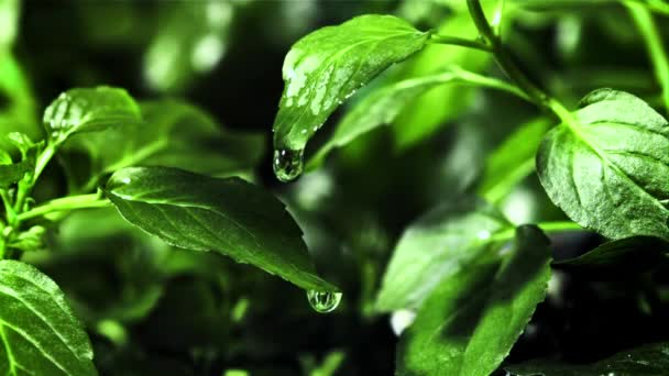 Крапля Води Падає Зеленого Листя Яти Знімається Повільний Рух 1000 — стокове відео