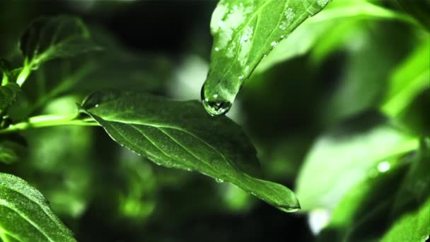 Wassertropfen Fallen Von Einem Grünen Blatt Gefilmt Wird Zeitlupe 1000 — Stockvideo