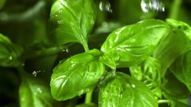 Fesleğen yapraklarına yağmur yağıyor. Film, yavaş çekim 1000 fp. Yüksek kaliteli FullHD görüntüler