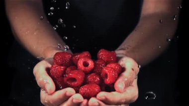 Ellerindeki ahududuların üzerine su damlıyor. Film, yavaş çekim 1000 fp. Yüksek kaliteli FullHD görüntüler