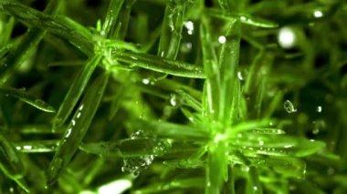 Yağmur damlaları biberiyeye düşer. Film, yavaş çekim 1000 fp. Yüksek kaliteli FullHD görüntüler