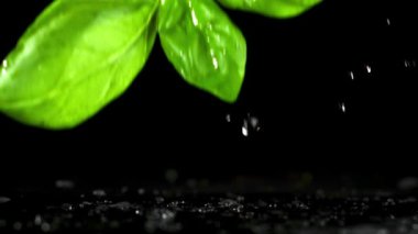 Fesleğen ıslak masaya düşer. Film, yavaş çekim 1000 fp. Yüksek kaliteli FullHD görüntüler