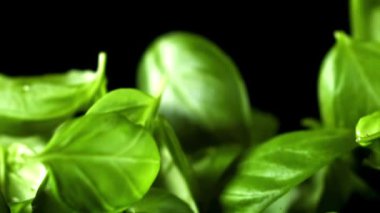 Fesleğen yaprakları uçar. Film, yavaş çekim 1000 fp. Yüksek kaliteli FullHD görüntüler