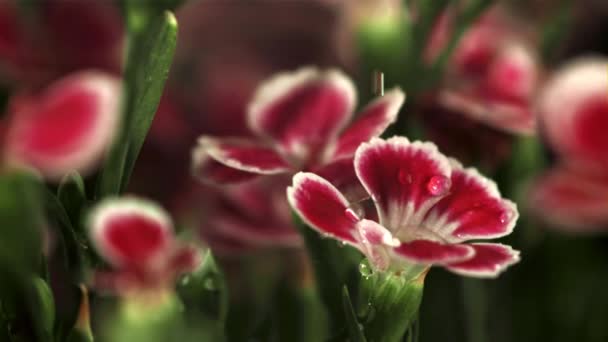 Queda Gotas Água Flores Vermelhas Filmado Câmera Lenta 1000 Fps — Vídeo de Stock