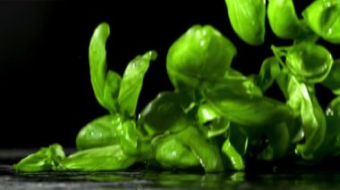 Fesleğen yaprakları masaya düşer. Film, yavaş çekim 1000 fp. Yüksek kaliteli FullHD görüntüler