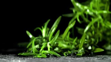 Biberiye dalları ıslak masaya düşer. Film, yavaş çekim 1000 fp. Yüksek kaliteli FullHD görüntüler