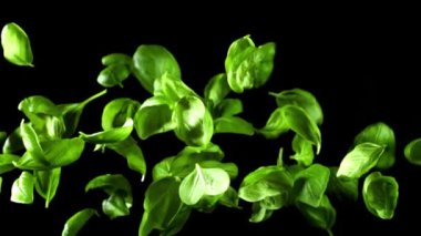 Fesleğen yaprakları uçar. Film, yavaş çekim 1000 fp. Yüksek kaliteli FullHD görüntüler