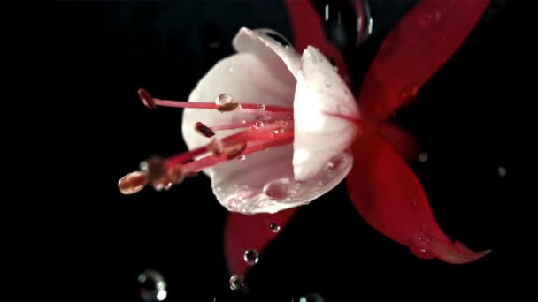 水滴落在红花上 电影是慢动作1000 Fps 优质Fullhd影片 — 图库视频影像