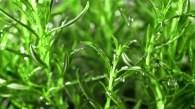 Yağmur damlaları biberiyeye düşer. Film, yavaş çekim 1000 fp. Yüksek kaliteli FullHD görüntüler