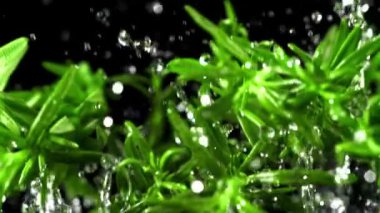 Su damlalı biberiye dalları havada uçuşuyor. Film, yavaş çekim 1000 fp. Yüksek kaliteli FullHD görüntüler