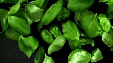 Fesleğen yaprakları uçar. Film, yavaş çekim 1000 fp. Yüksek kaliteli FullHD görüntüler