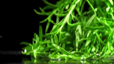 Biberiye dalları ıslak masaya düşer. Film, yavaş çekim 1000 fp. Yüksek kaliteli FullHD görüntüler