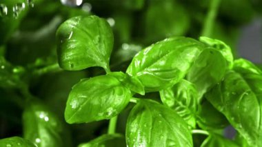 Fesleğen yapraklarına yağmur yağıyor. Film, yavaş çekim 1000 fp. Yüksek kaliteli FullHD görüntüler