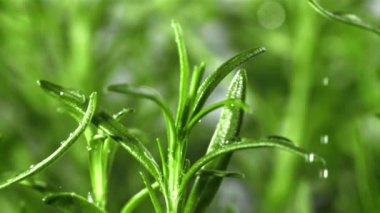 Yağmur damlaları biberiyeye düşer. Film, yavaş çekim 1000 fp. Yüksek kaliteli FullHD görüntüler