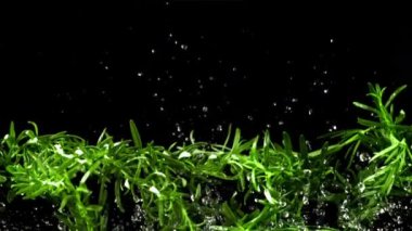 Su damlalı biberiye dalları havada uçuşuyor. Film, yavaş çekim 1000 fp. Yüksek kaliteli FullHD görüntüler