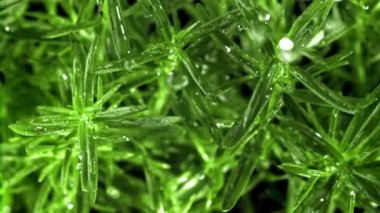 Yağmur damlaları biberiyeye düşer. Film, yavaş çekim 1000 fp. Yüksek kaliteli FullHD görüntüler