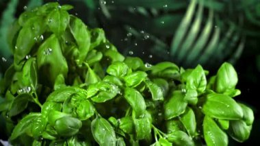 Fesleğene bir damla su düşer. Film, yavaş çekim 1000 fp. Yüksek kaliteli FullHD görüntüler