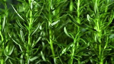 Damlalı biberiye. Film, yavaş çekim 1000 fp. Yüksek kaliteli FullHD görüntüler