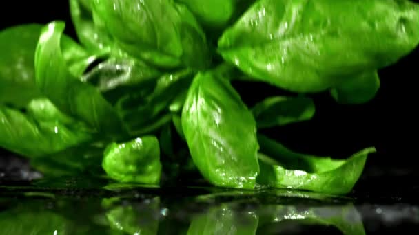 Бэзил Падает Мокрый Стол Замедленная Съемка 1000 Кадров Секунду Высококачественные — стоковое видео