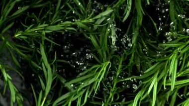 Su damlalı biberiye dalları havada uçuşuyor. Film, yavaş çekim 1000 fp. Yüksek kaliteli FullHD görüntüler