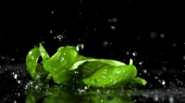 Fesleğen yaprakları masaya düşer. Film, yavaş çekim 1000 fp. Yüksek kaliteli FullHD görüntüler