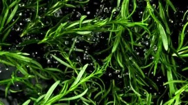 Su damlalı biberiye dalları havada uçuşuyor. Film, yavaş çekim 1000 fp. Yüksek kaliteli FullHD görüntüler