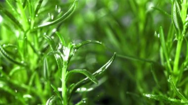 Yağmur damlaları biberiyeye düşer. Film, yavaş çekim 1000 fp. Yüksek kaliteli FullHD görüntüler