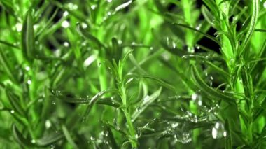 Yağmur damlaları biberiyeye düşer. Film, yavaş çekim 1000 fp. Yüksek kaliteli FullHD görüntüler