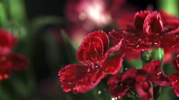 Caída Gotas Agua Las Flores Rojas Filmado Cámara Lenta 1000 — Vídeos de Stock