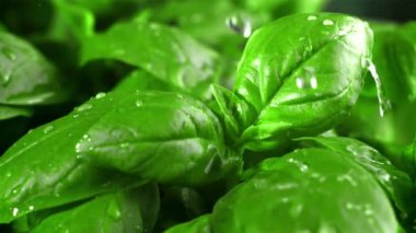 Fesleğen yapraklarına yağmur yağıyor. Film, yavaş çekim 1000 fp. Yüksek kaliteli FullHD görüntüler