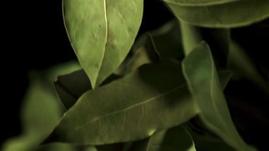 Koyak yaprağı uçar ve düşer. Film, yavaş çekim 1000 fp. Yüksek kaliteli FullHD görüntüler