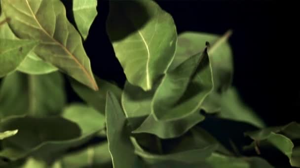 Bay Leaf Flies Falls Filmed Slow Motion 1000 Fps High — Stock Video