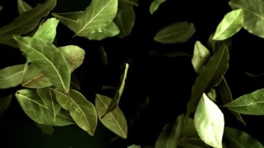 Koyak yaprağı uçar ve düşer. Film, yavaş çekim 1000 fp. Yüksek kaliteli FullHD görüntüler