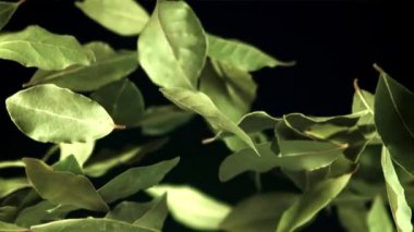 Koyak yaprağı uçar ve düşer. Film, yavaş çekim 1000 fp. Yüksek kaliteli FullHD görüntüler