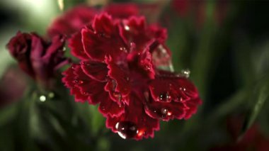Kırmızı çiçeklerin üzerine düşen su damlaları. Film, yavaş çekim 1000 fp. Yüksek kaliteli FullHD görüntüler