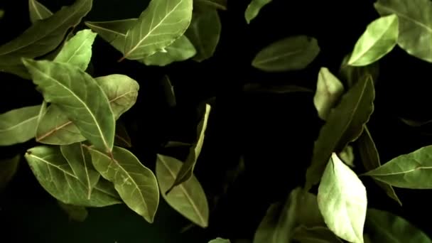 Листя Затоки Літає Вгору Падає Знімається Повільний Рух 1000 Високоякісні — стокове відео