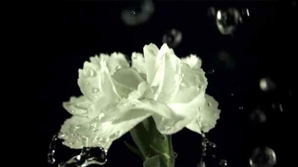 Queda Gotas Água Flor Branca Filmado Câmera Lenta 1000 Fps — Vídeo de Stock