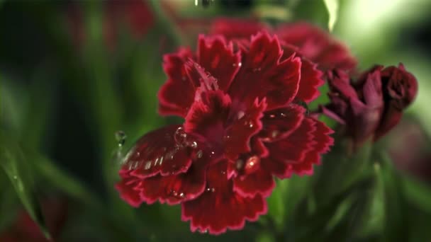 赤い花に水が落ちる 撮影はスローモーション1000 Fpsです 高品質のフルHd映像 — ストック動画