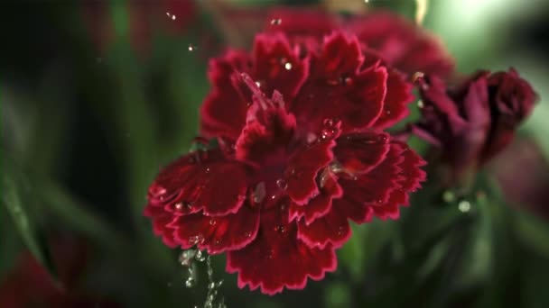 Queda Gotas Água Flor Vermelha Filmado Câmera Lenta 1000 Fps — Vídeo de Stock