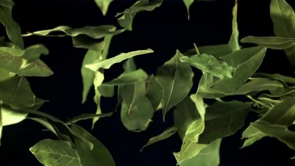 Koyak Yaprağı Uçar Düşer Film Yavaş Çekim 1000 Yüksek Kaliteli — Stok video