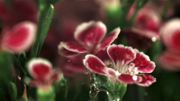 Falling Drops Water Red Flowers Filmed Slow Motion 1000 Fps — Stock Video